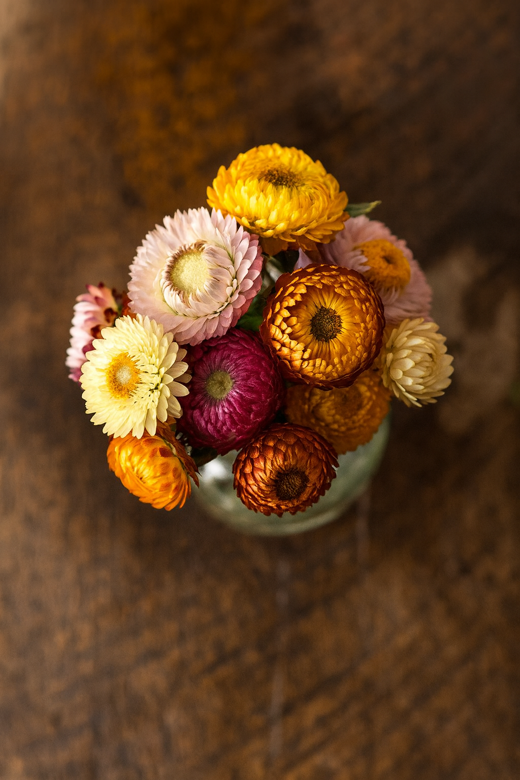Dwarf Sunflowers